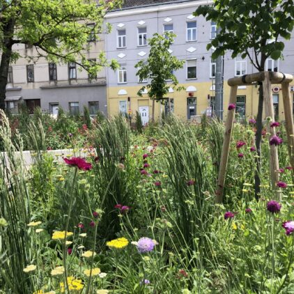 Mit Gräsern und Blumen bepflanzte Baumscheibe